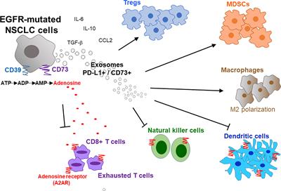 Frontiers | Circular RNAs in Lung Cancer: Recent Advances Frontiers | Circular RNAs in Lung Cancer: Recent Advances
